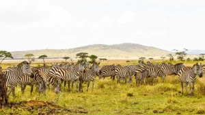 12 Day Remote Tanzania Safari