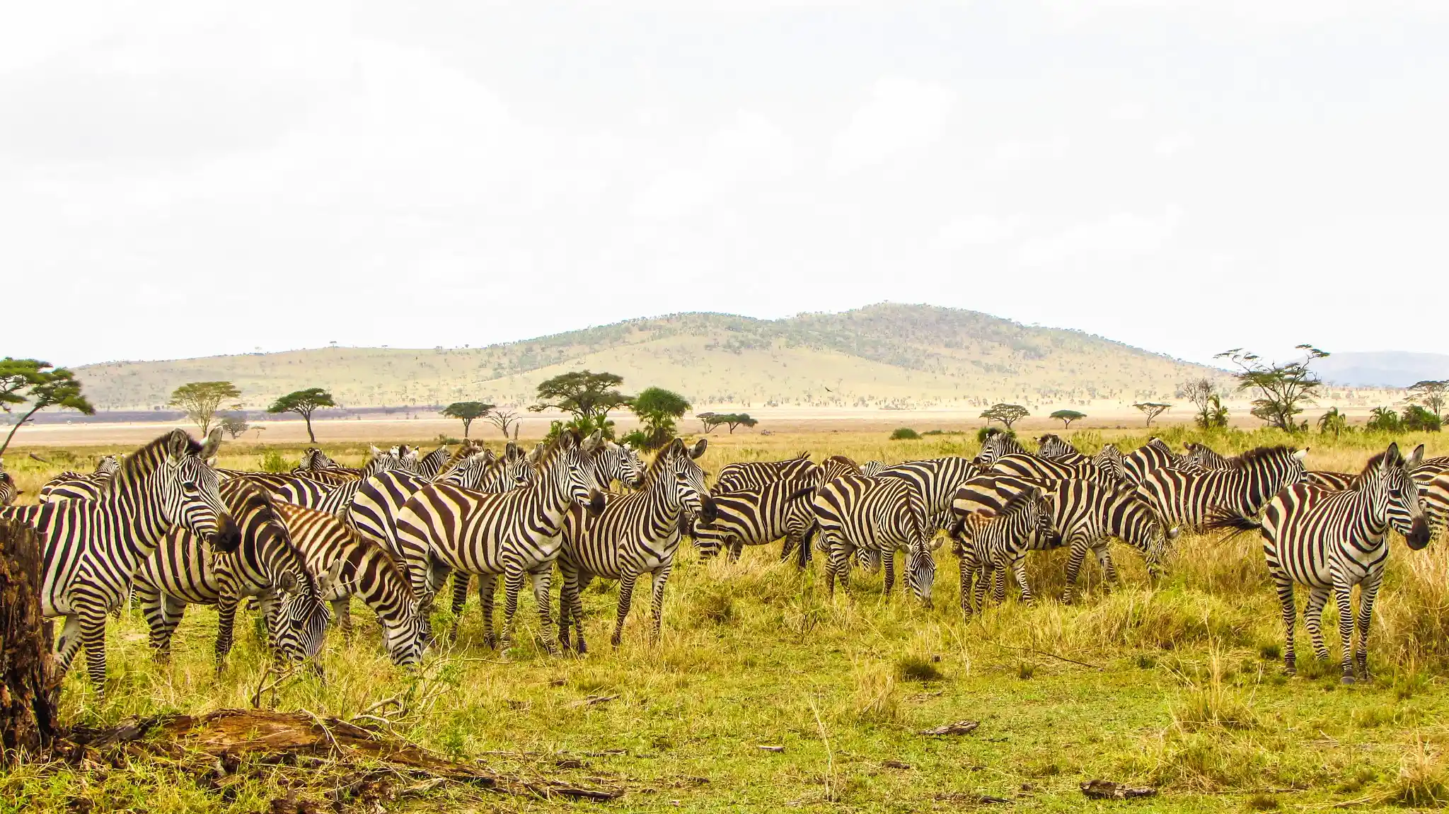12 Day Remote Tanzania Safari