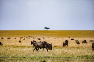 3 Day Lake Manyara, Tarangire & Ngorongoro Safari