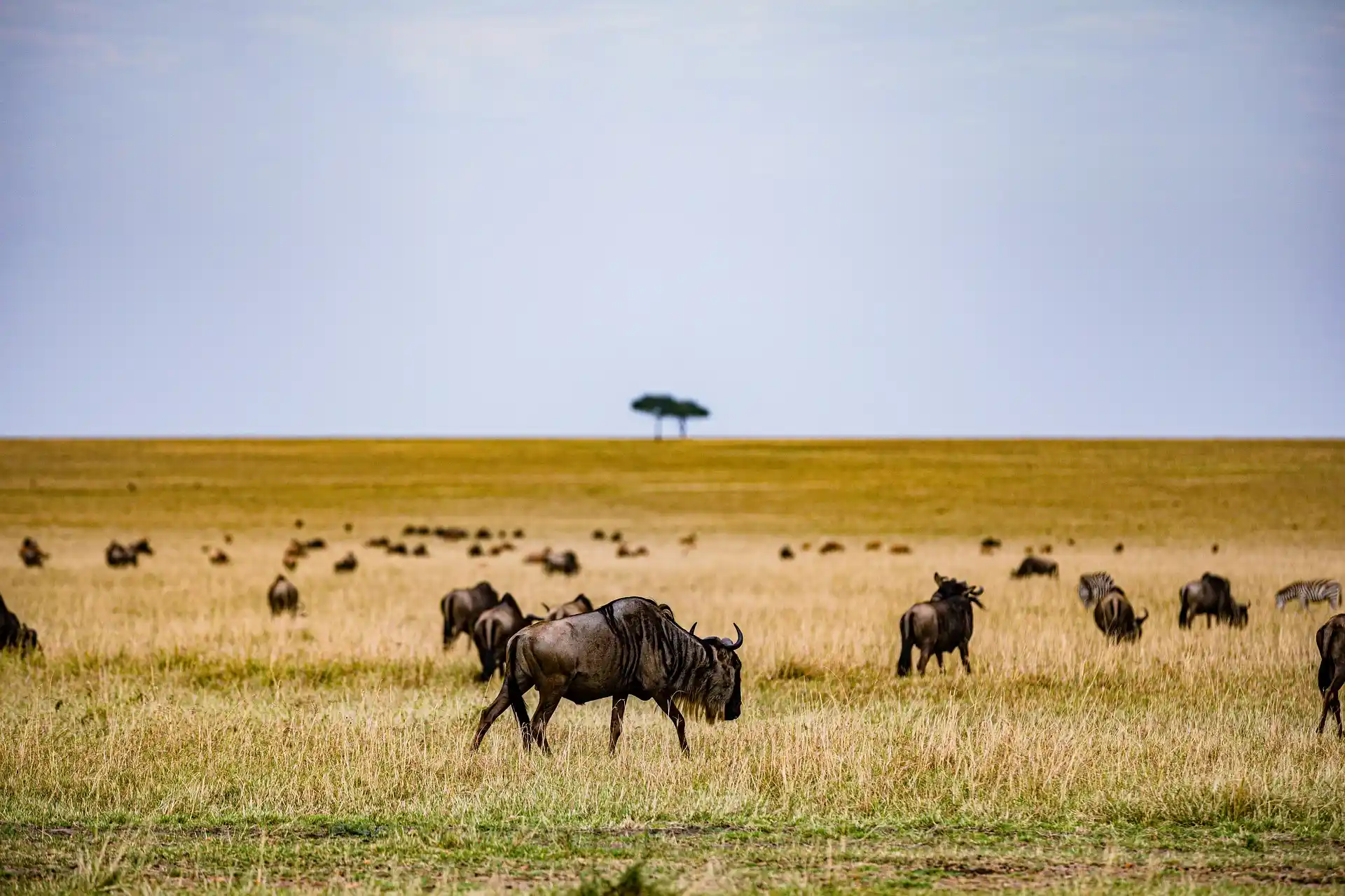 3 Day Lake Manyara, Tarangire & Ngorongoro Safari