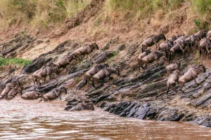 Serengeti Migration 8 Days Spectacular Camping