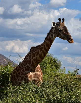 About Walete Expedition