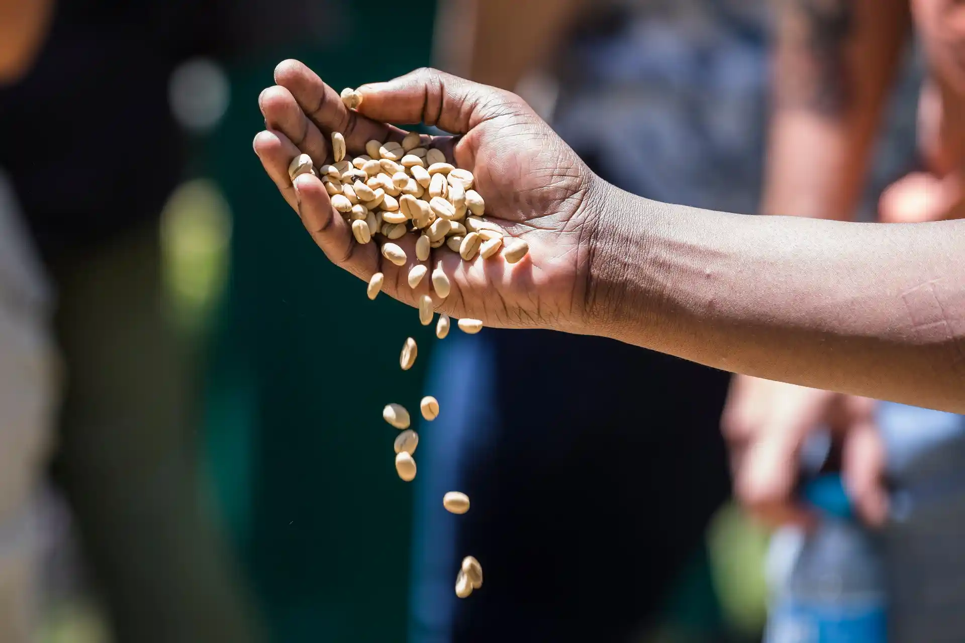 Arusha Coffee Tour