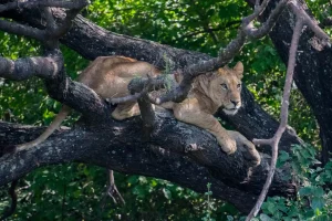 Lake Manyara National Park