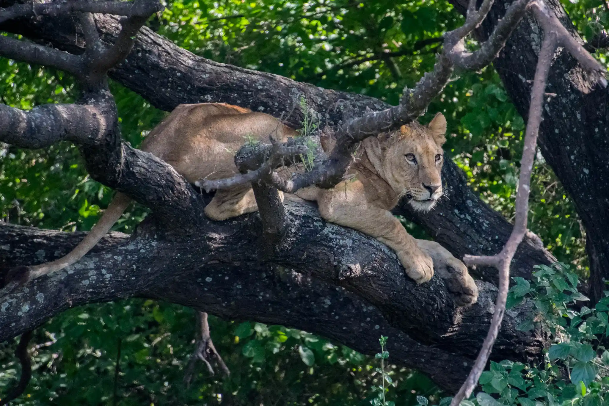 Lake Manyara National Park