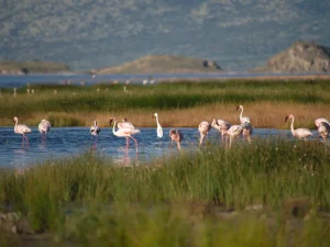 Lake Natron Controlled Area
