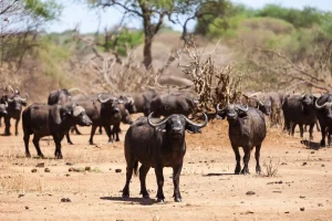 Ndutu Southern Serengeti