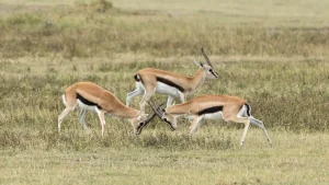 Ngorongoro Conservation Area