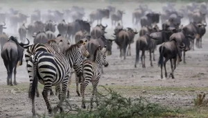 Serengeti National Park