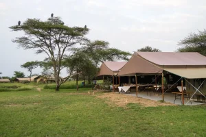 Tanzania Camping Safari 4 Days 3 nights