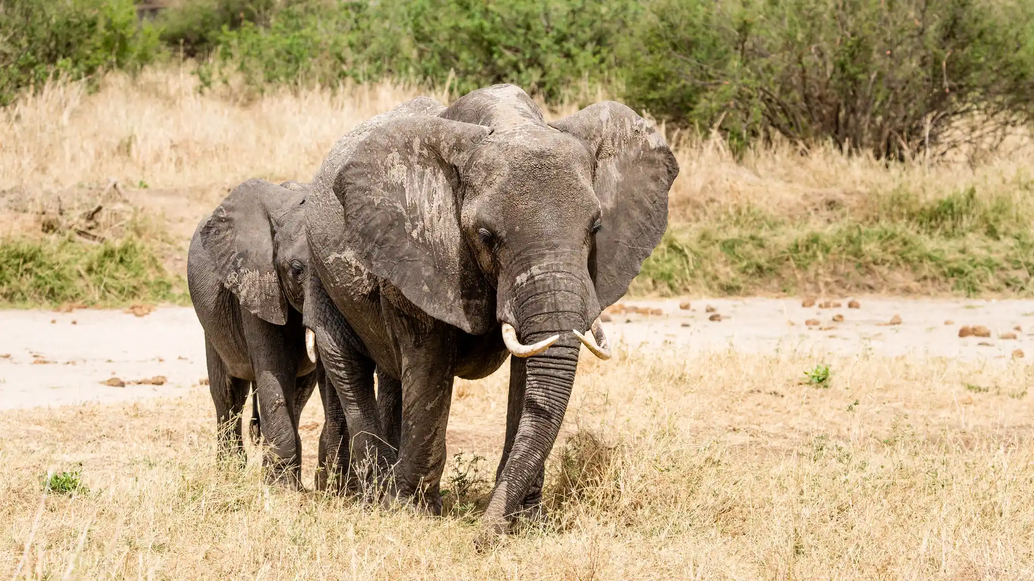 Tarangire National Park